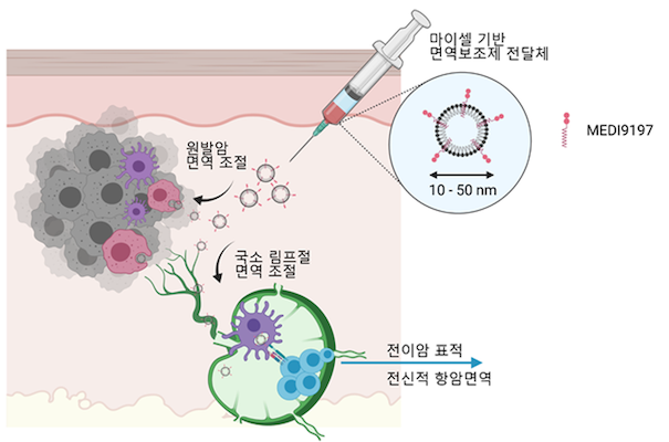 결합 조직 림프절